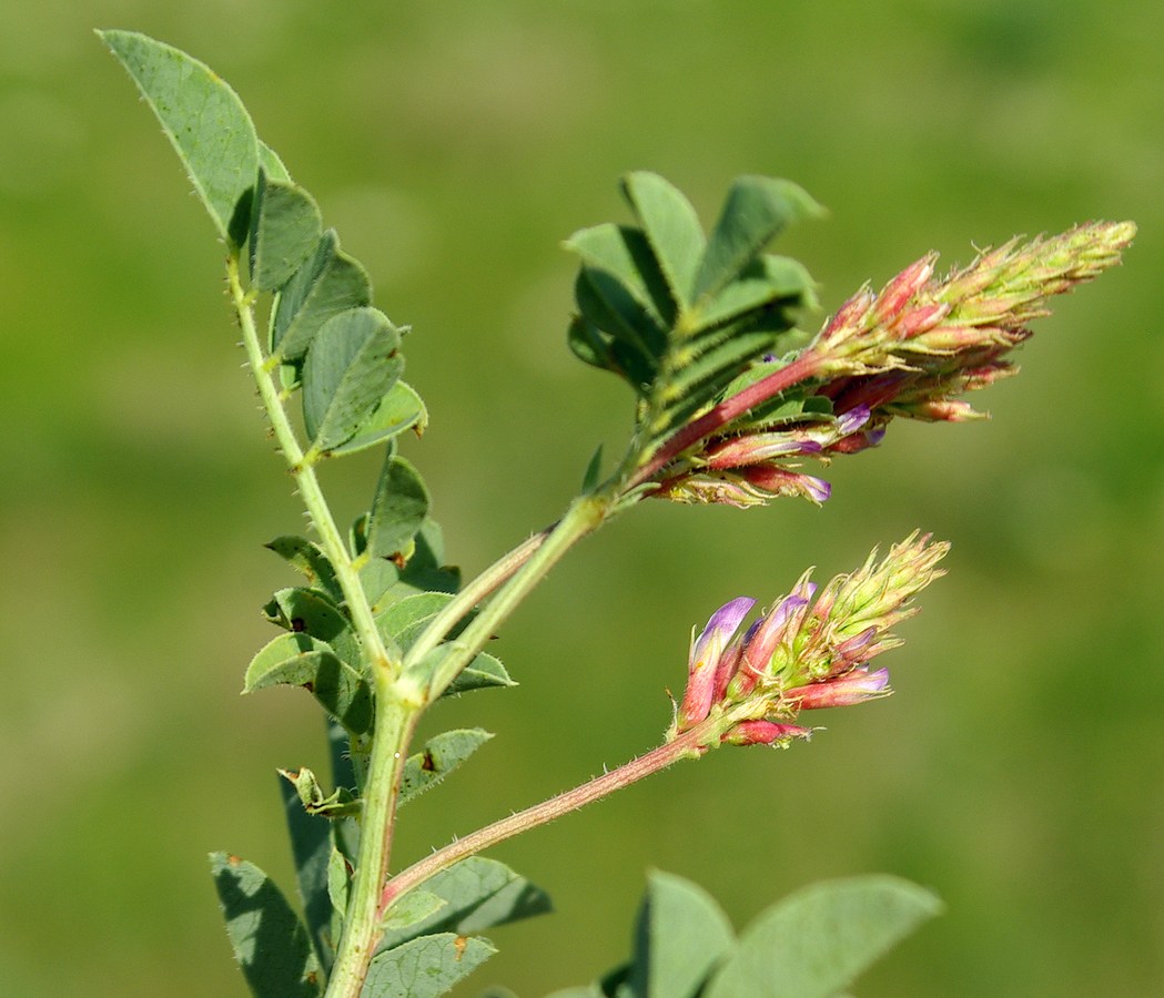 Изображение особи Glycyrrhiza aspera.