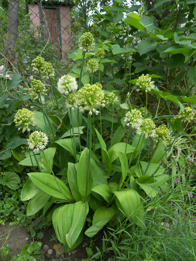 Image of Allium victorialis specimen.