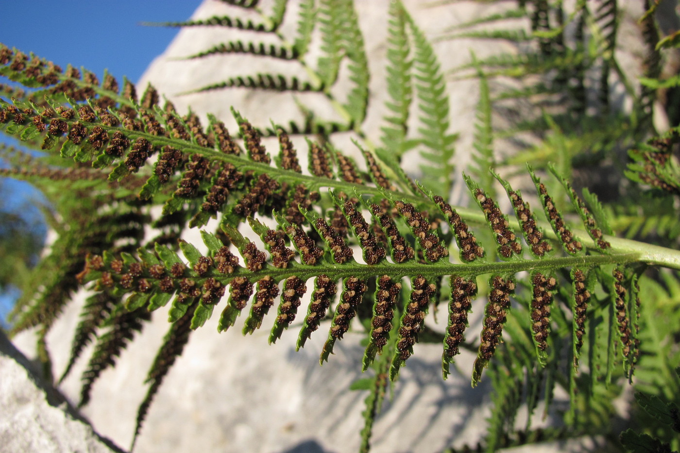 Image of Dryopteris villarii specimen.