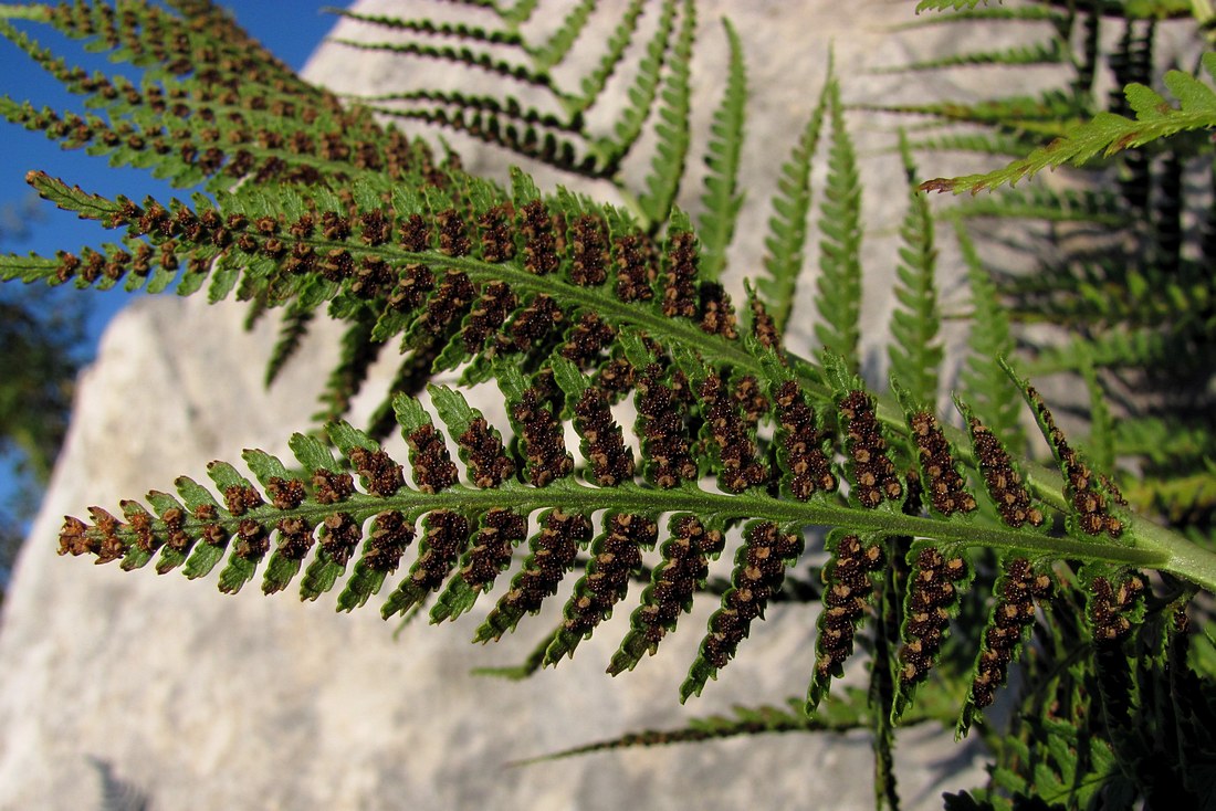 Изображение особи Dryopteris villarii.