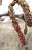 Populus tremula