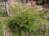 Potentilla erecta