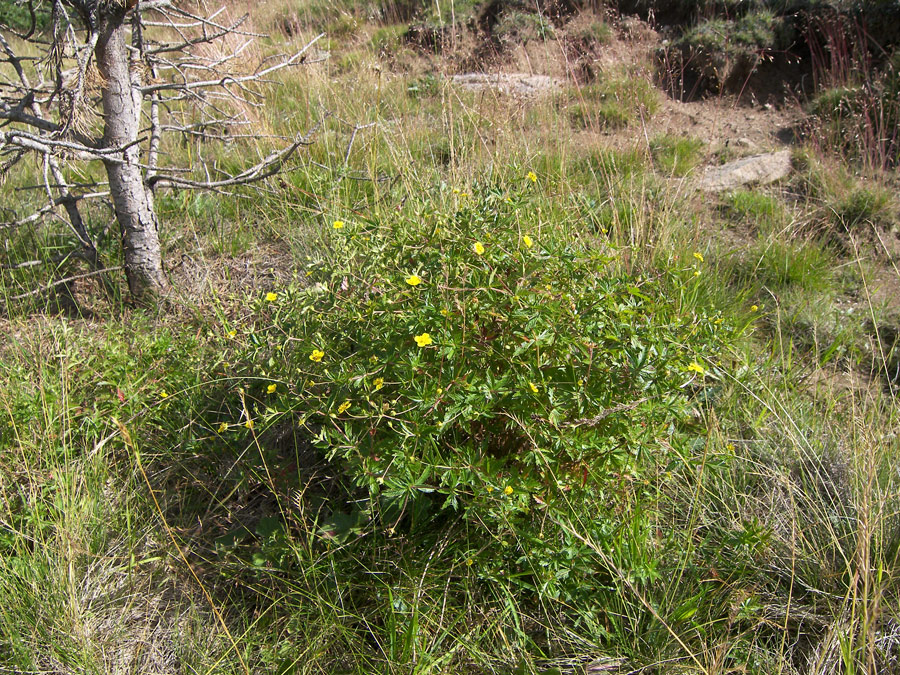 Image of Potentilla erecta specimen.