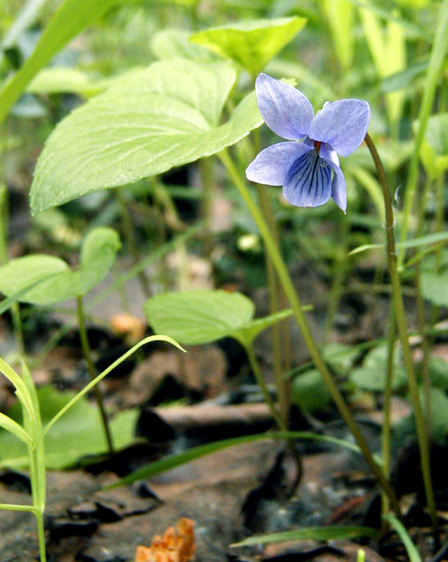 Изображение особи Viola epipsila.