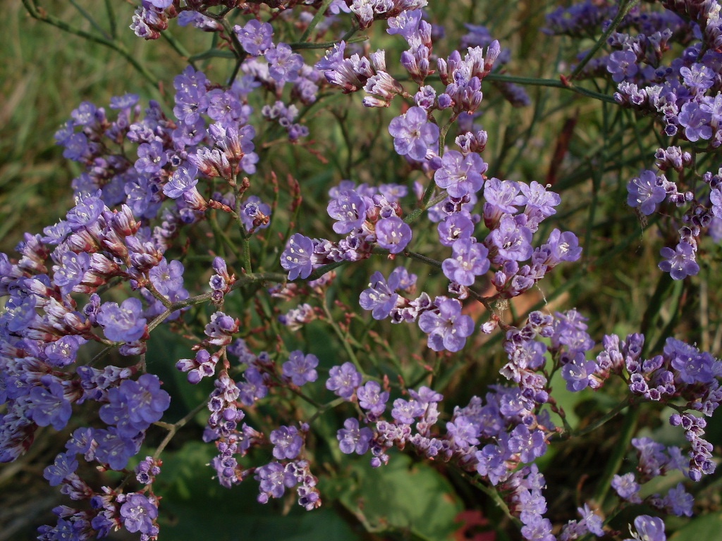 Изображение особи Limonium scoparium.