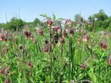 Geum rivale
