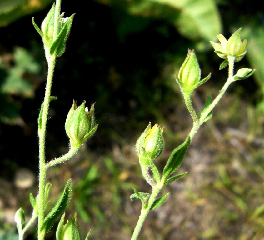 Изображение особи Helianthemum ledifolium.