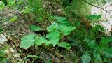 Tussilago farfara