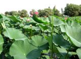Nelumbo caspica. Заросли цветущих и плодоносящих растений. Астраханская обл., Володарский р-н, с. Тумак, ерик Кашеванка. 24.08.2010.