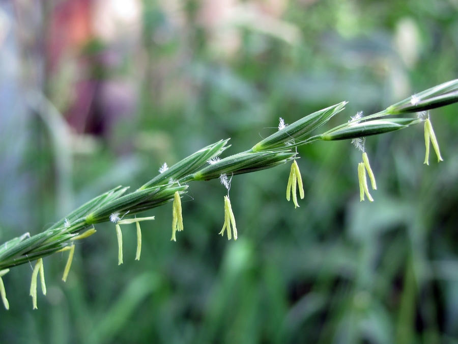 Изображение особи Elytrigia repens.