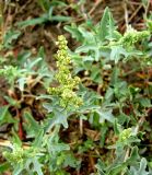 Atriplex tatarica. Верхушки побегов с соцветиями. Астраханская обл., Камызякский р-н, берег р. Вертячка у с. Лебяжье. 17.08.2011.