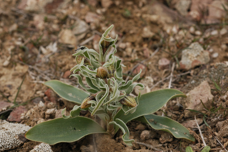 Изображение особи Rhinopetalum karelinii.