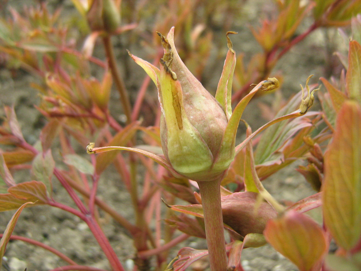 Image of Paeonia suffruticosa specimen.