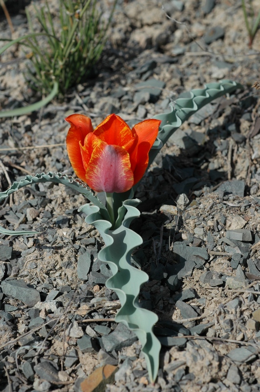 Изображение особи Tulipa alberti.