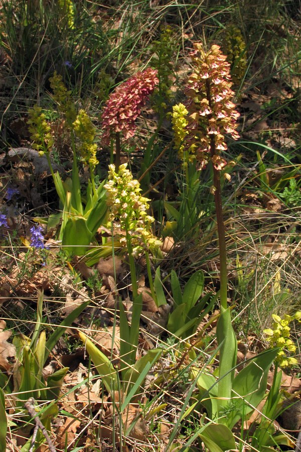 Изображение особи Orchis &times; wulffiana.