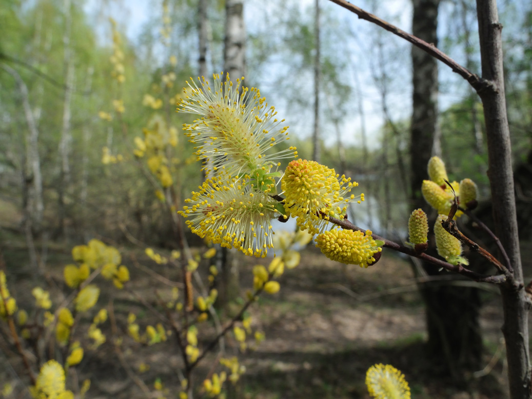 Image of Salix × laurina specimen.