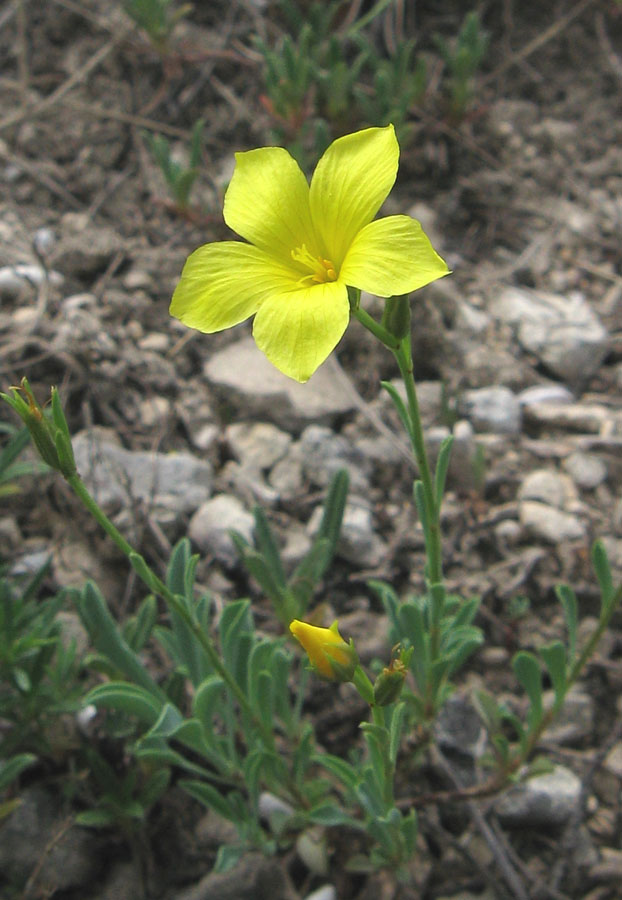 Image of Linum tauricum specimen.