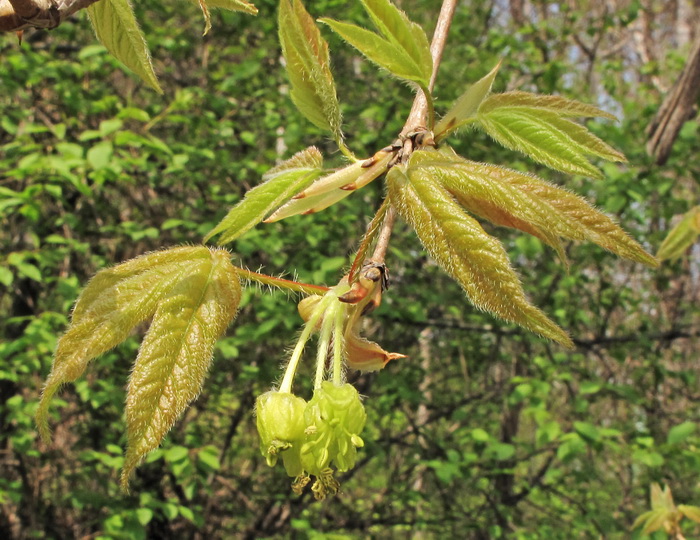 Изображение особи Acer griseum.