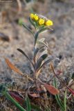 Alyssum turkestanicum var. desertorum