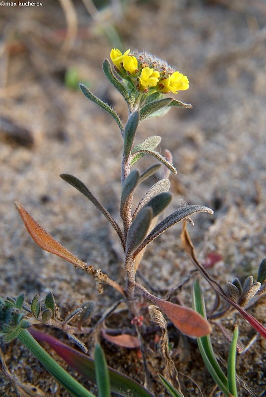 Изображение особи Alyssum turkestanicum var. desertorum.