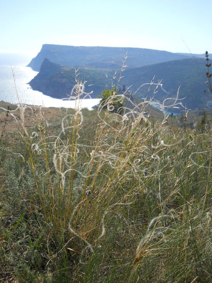 Изображение особи род Stipa.