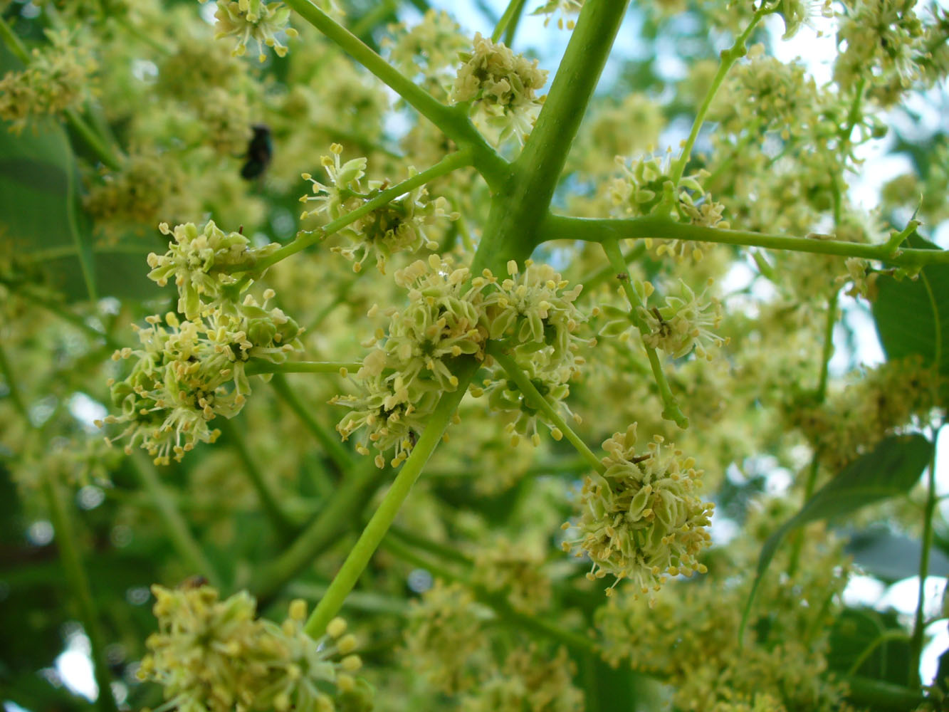 Изображение особи Ailanthus altissima.