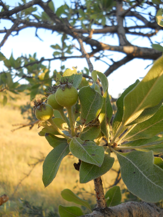 Изображение особи Pyrus elaeagrifolia.