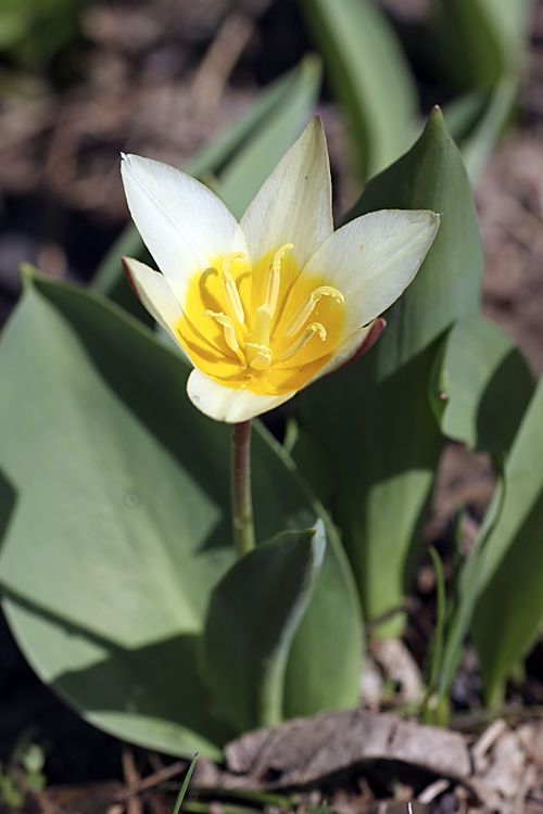 Image of Tulipa berkariensis specimen.