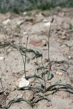 Tulipa bifloriformis