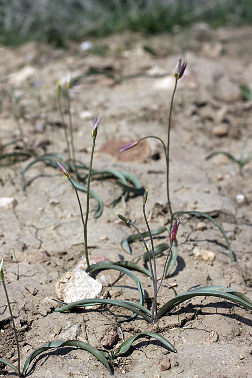 Изображение особи Tulipa bifloriformis.