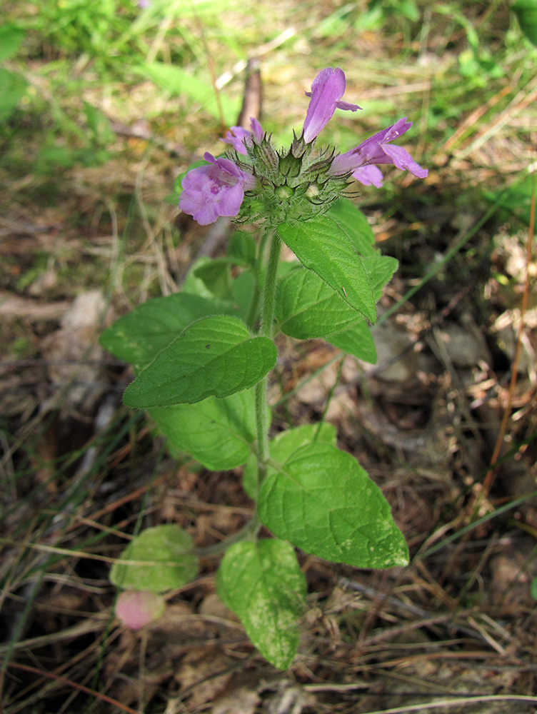 Image of Clinopodium vulgare specimen.