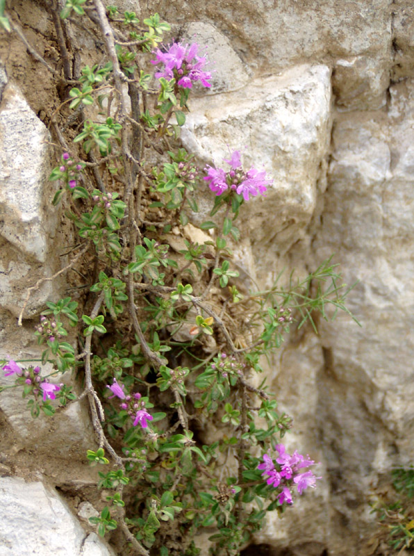 Изображение особи Thymus zheguliensis.