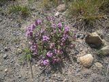 Thymus pseudopulegioides. Цветущее растение. Кабардино-Балкария, верховья р. Малка, урочище Джилы-Су, 2400 м н.у.м. 27.07.2012.