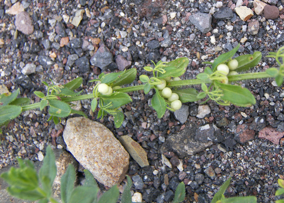 Image of Cruciata rugosa specimen.