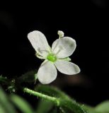 Veronica scutellata