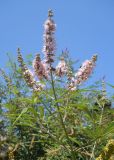 Vitex agnus-castus. Верхушка ветви с соцветиями. Южный берег Крыма, Никитский ботанический сад. 24 августа 2012 г.