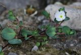 Veronica glareosa