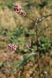 Persicaria &times; hervieri