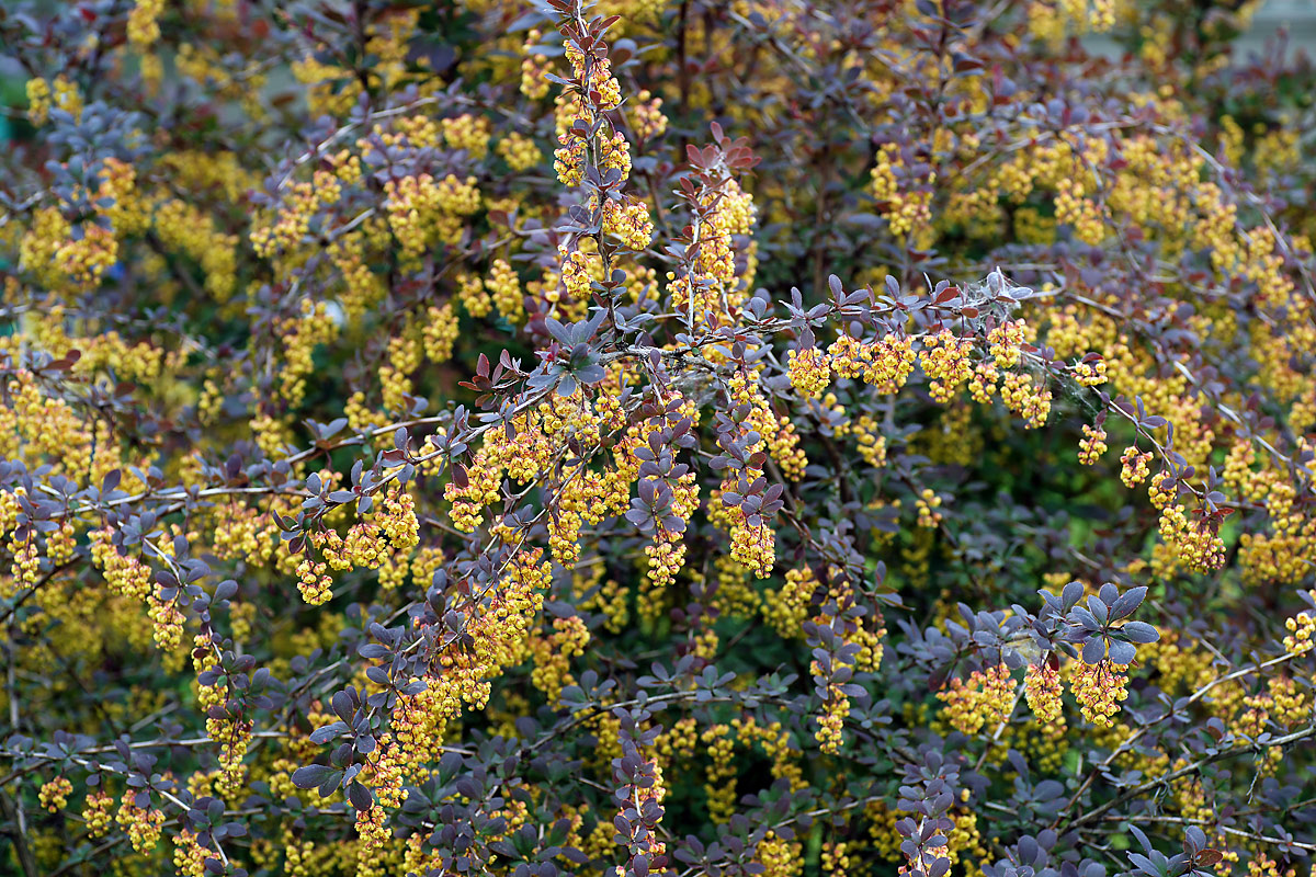 Image of Berberis vulgaris f. atropurpurea specimen.
