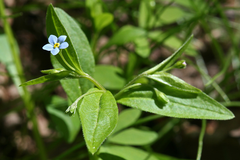 Изображение особи Omphalodes scorpioides.