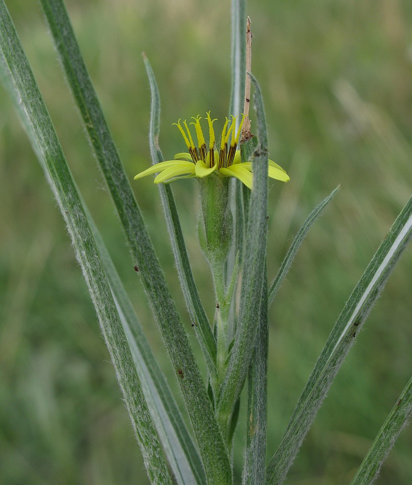 Изображение особи Scorzonera mollis.