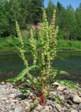 Rumex crispus