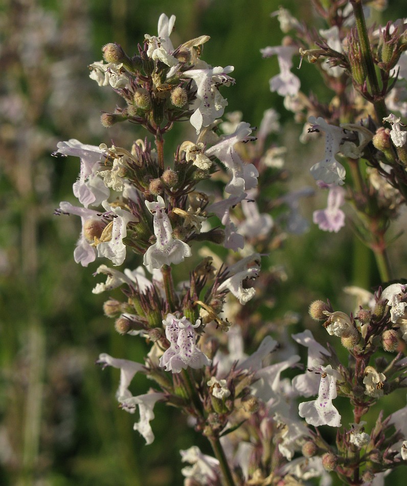 Image of Nepeta nuda specimen.