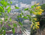 Nicotiana glauca. Ветка цветущего кустарника. Монако, Монако-Вилль, Сад экзотических растений. 19.06.2012.