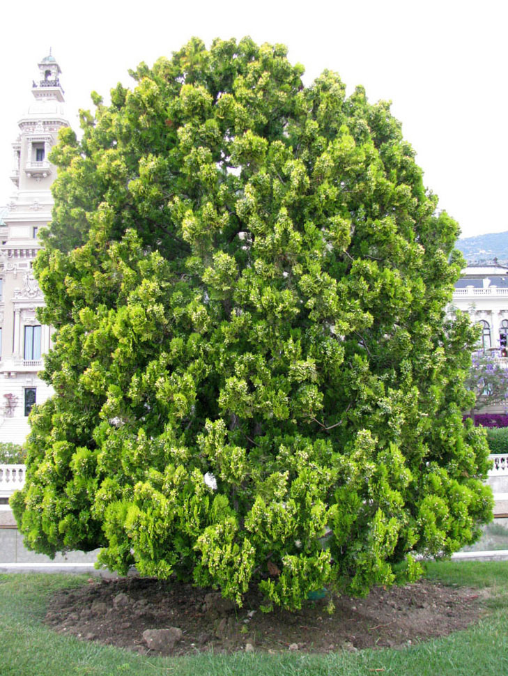 Image of Platycladus orientalis specimen.