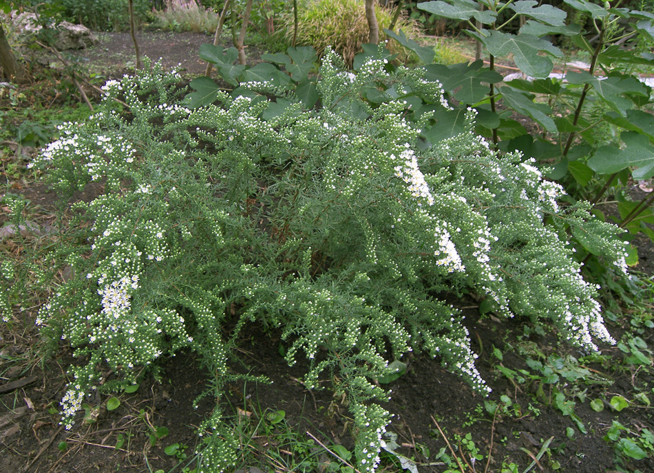 Image of Symphyotrichum ericoides specimen.