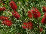 genus Callistemon. Верхушки побегов с соцветиями. Португалия, Баталья, парк. 16.07.2012.