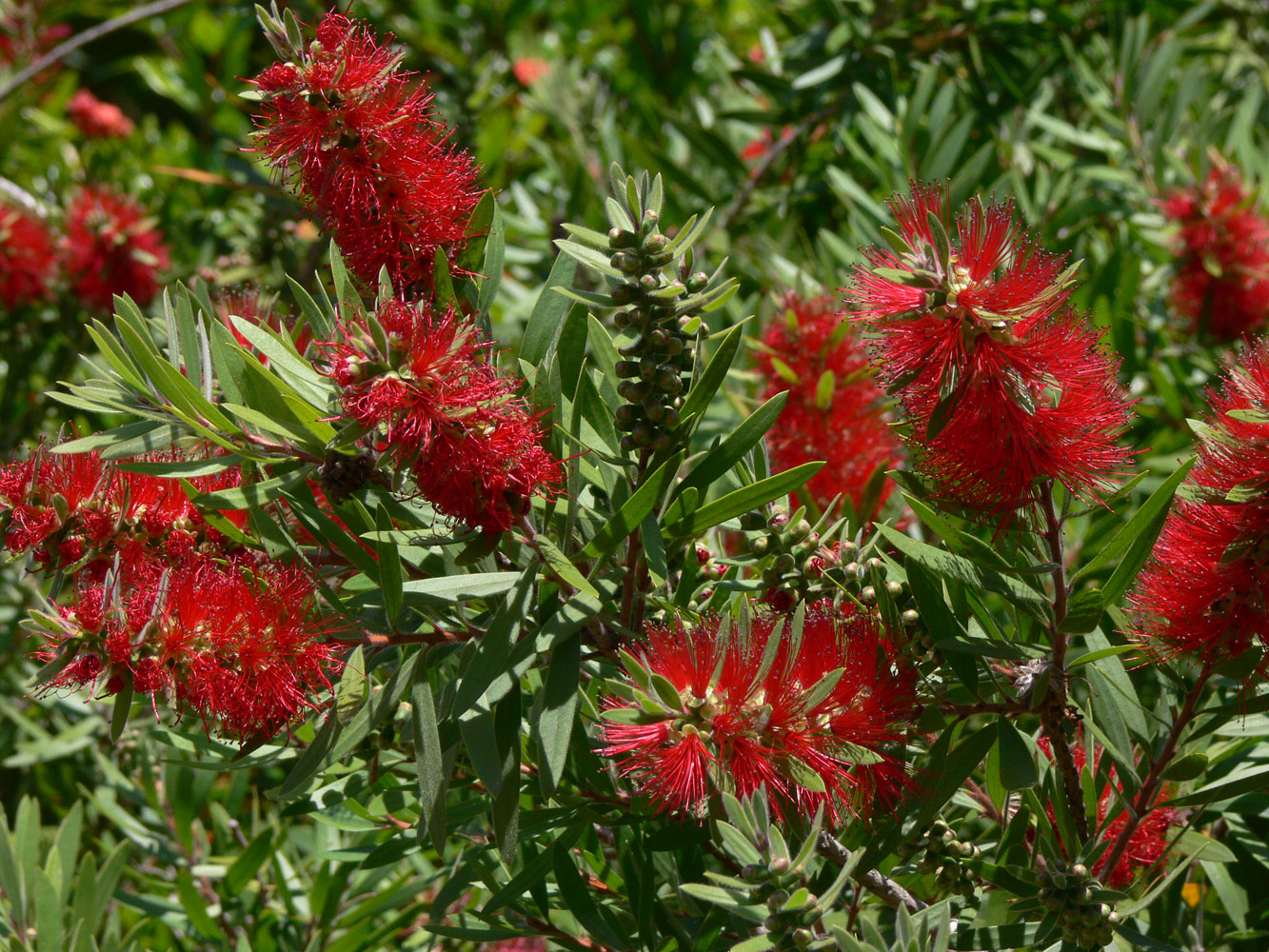 Изображение особи род Callistemon.