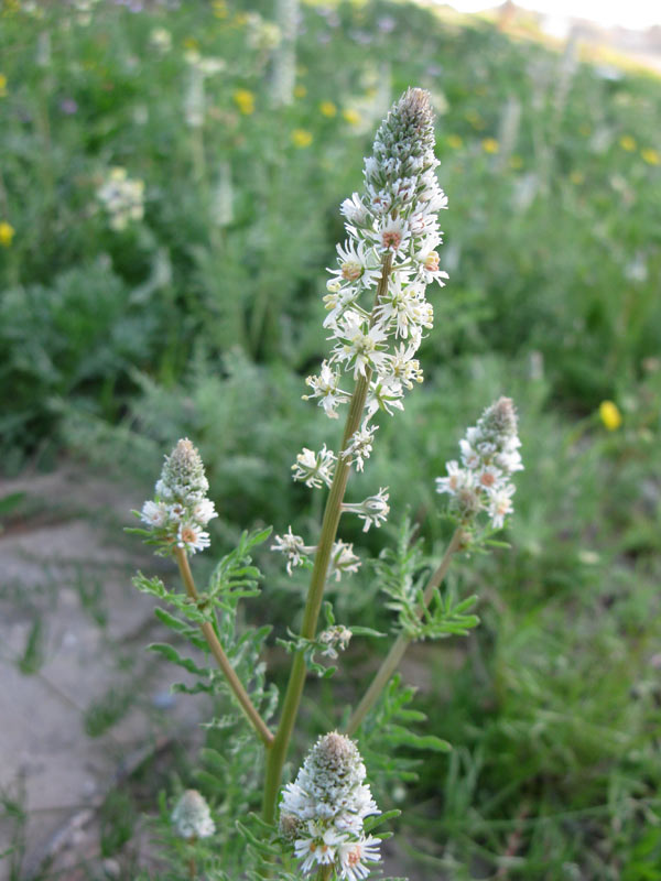 Изображение особи Reseda alba.