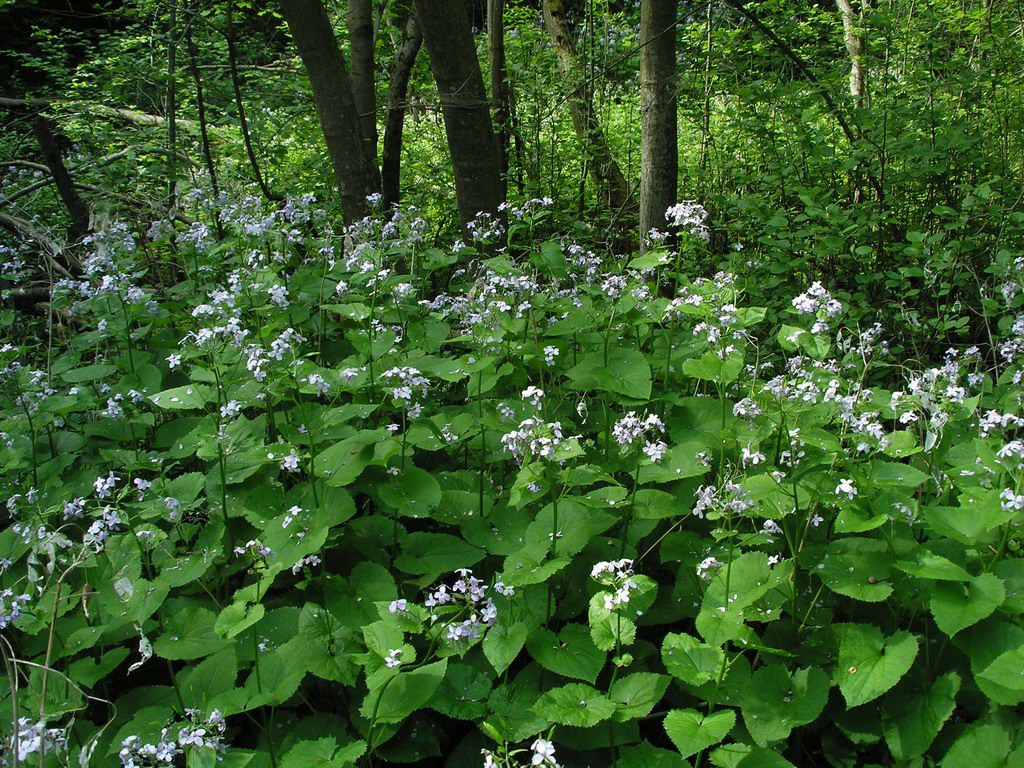 Изображение особи Lunaria rediviva.